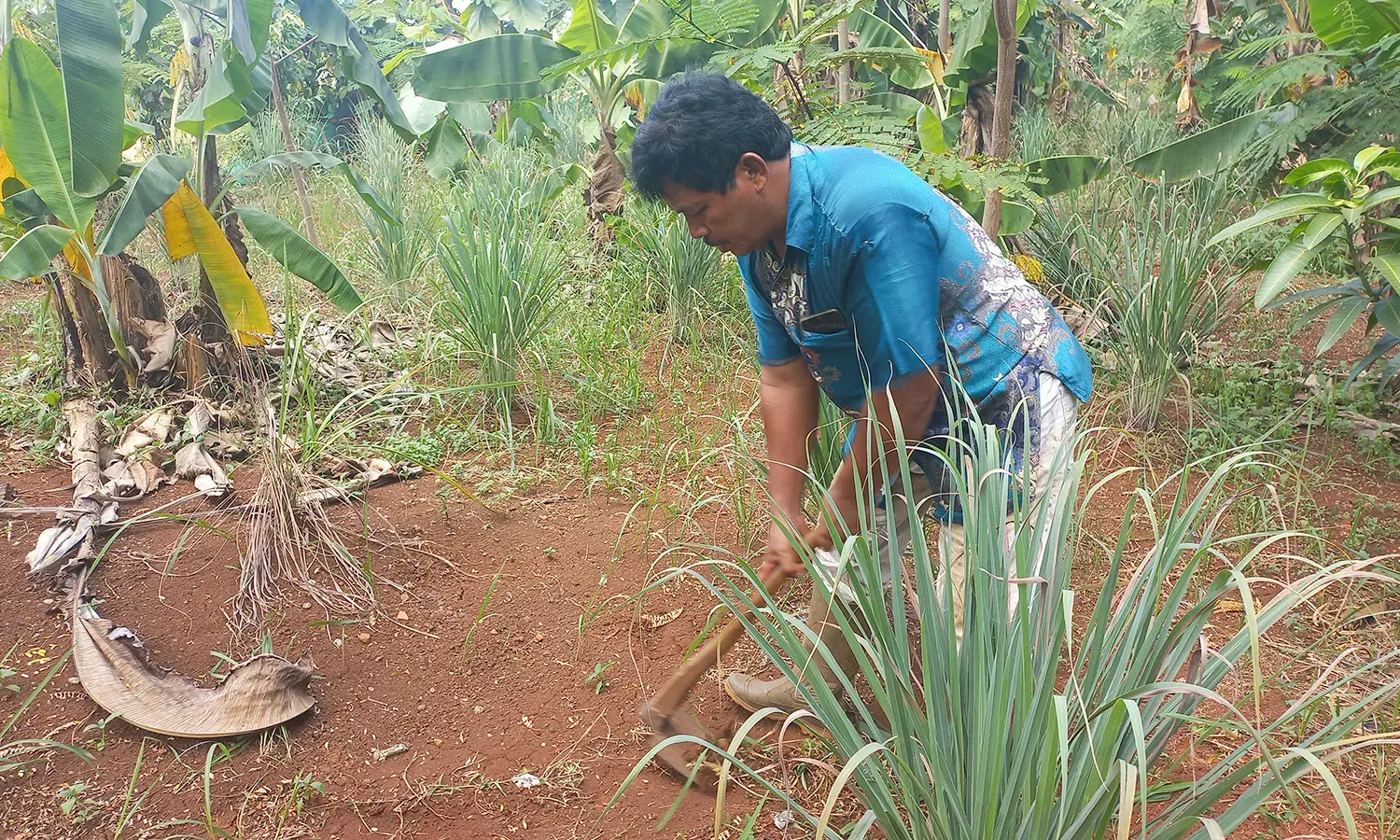 Nestapa Petani Garapan di Depok: Tergusur Proyek UIII, Kebun Hilang Tak Dapat Ganti Rugi 